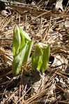 Pink lady's slipper <BR>Moccasin flower